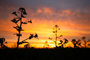 Radiant Rapeseed: Sunset's Embrace of Nature's Beauty