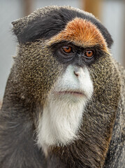 Delicate Brazza's Monkey: A Portrait of Serenity