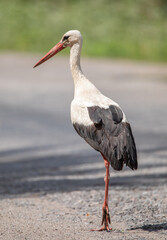 Flight of Fancy: Stork Embarks on an Elegant Journey