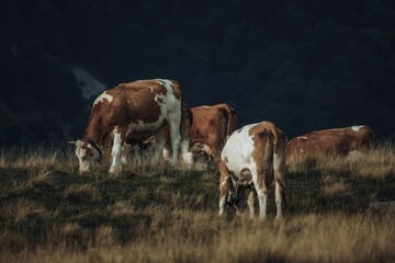 El encanto de la vida rural vacas disfrutando de la naturaleza