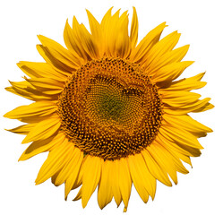 Lone Sunflower: Vibrant Petals Amidst Whiteness