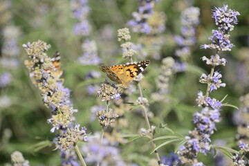 butterfly on lavander