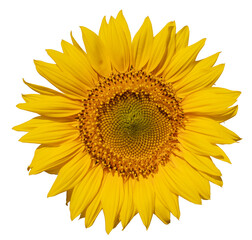 Single Sunflower: Captivating Bloom on Blank Canvas