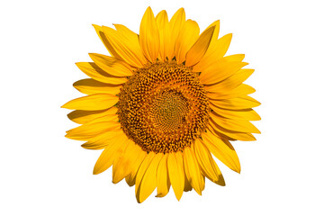 Sunflower: Singular Beauty on a Blank Canvas