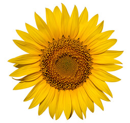 Alone in Brilliance: Sunflower Against White
