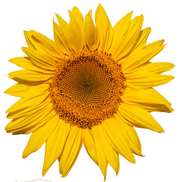 Isolated Elegance: Sunflower in Pure White Space
