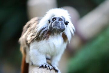Cotton-Top Tamarin Monkey 