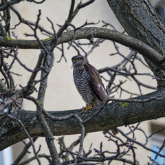 The Eurasian sparrowhawk (Accipiter nisus) on walnut branches in early spring