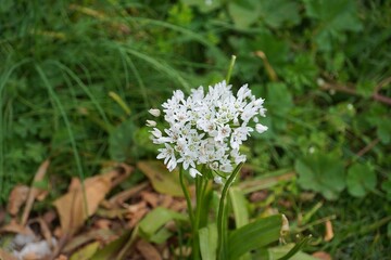 White garlic, or Allium neapolitanum white flowers in the spring