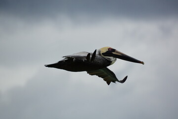 winged black pelican