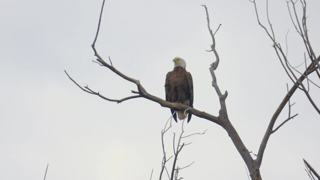 Bald Eagle on a Branch Wide Shot