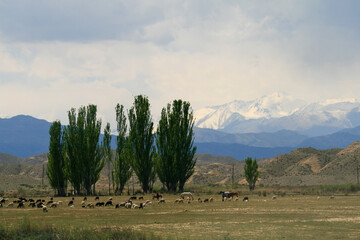 Tian Shan Mountains, Kyrgyzstan
