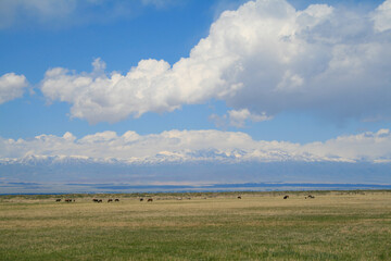 Fototapeta na wymiar Issyk-Kul and Tian Shan Mountains, Kyrgyzstan