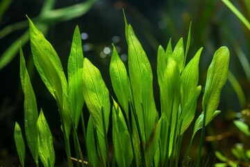 Ribbon-like Aquatic plant vallisneria. Green and abundant waterweed with micro flora. Generate AI