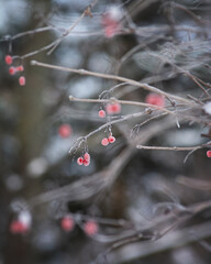 red berries on snow