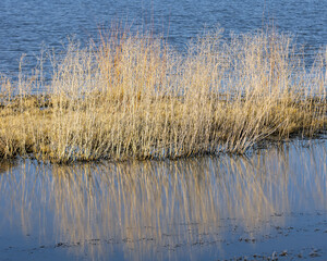 reeds reflecting in Washoe Lake