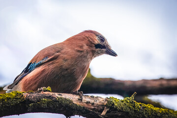 Eurasian Jay (Garrulus glandarius) sits on the branch with green moss and looks toward the camera lens on a spring evening. Colorful bird with blue wings close-up portrait.	