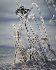 plants in frost