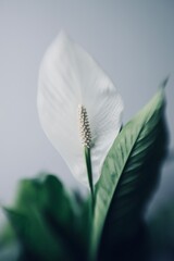 Close up of a Spathiphyllum wallisii