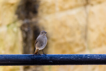 small bird on a pipe