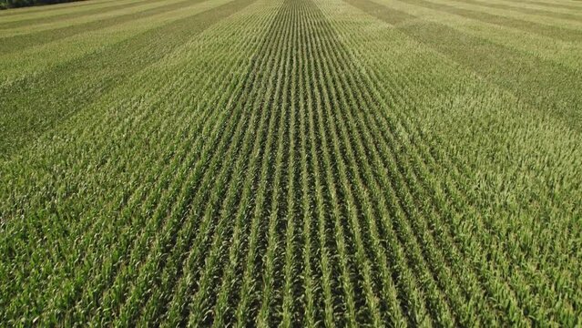 Aerial flying footage over a cornfield during sunny summer day. Top view over green agriculture corn crops field. American countryside farmland with fresh young corn seedling crops.