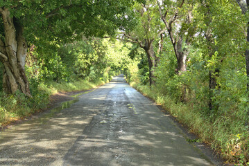 Obraz premium St. George Village Botanical Garden