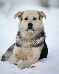 portrait of a dog