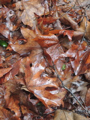 Wet leaves after a rain