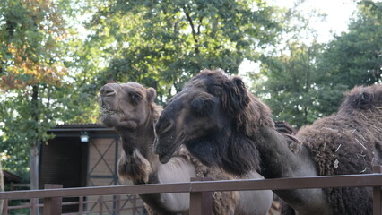Camels