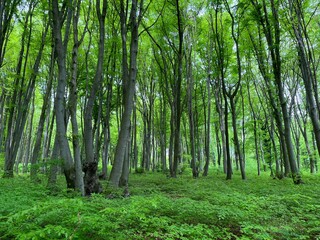 German beech forest in early summer
