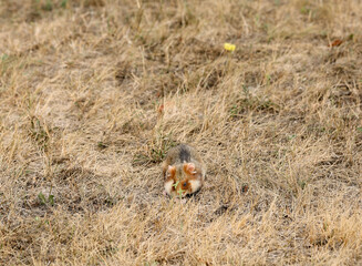 fieldhamster