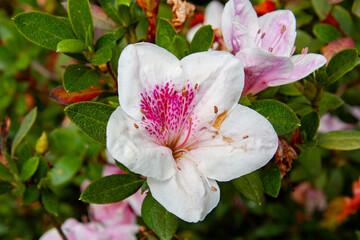 Azalea  at Valle de Bravo, Mexico State, Mexico
