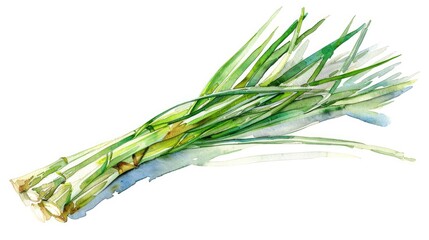 A watercolor depiction of a stalk of lemongrass, its slender form and green shades, on white