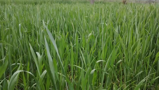 green Wheat in the field