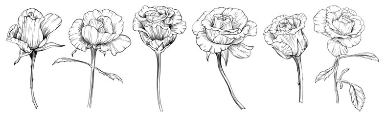 Roses floral botanical flowers. Wild spring leaf wildflowers isolated. Black and white engraved ink art. Isolated rose illustration element on white background. - obrazy, fototapety, plakaty
