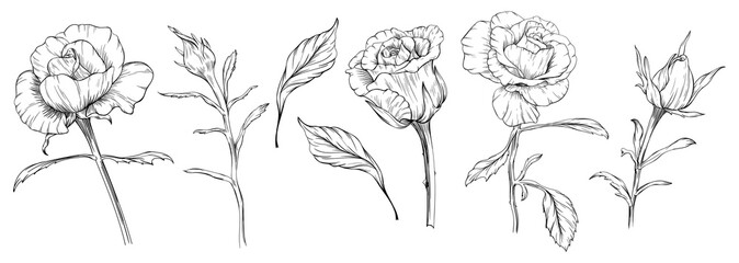 Fototapeta premium Roses floral botanical flowers. Wild spring leaf wildflowers isolated. Black and white engraved ink art. Isolated rose illustration element on white background.