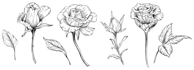 Roses floral botanical flowers. Wild spring leaf wildflowers isolated. Black and white engraved ink art. Isolated rose illustration element on white background. - obrazy, fototapety, plakaty