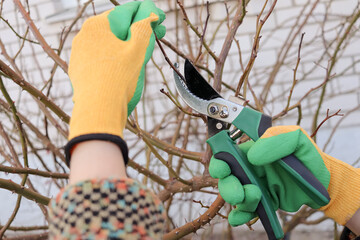 girl cuts off a bush rose with pruning shears. spring work in the garden. close up
