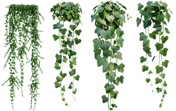 Set of cutout dichondra creeper plant and vines on white background,png