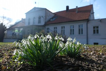 Big group of Galanthus nivalis (snowdrop) and Eclectic manor house in Stara Jania on background, Kociewie, Poland