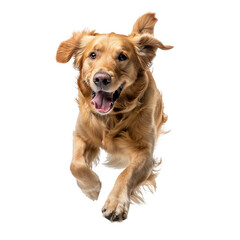 Golden retriever running towards the camera isolated on white background