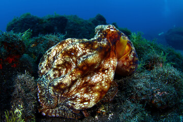 Pulpo sobre el fondo marino