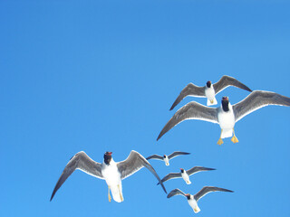 Fototapeta na wymiar White-eyed gulls in the sky, Ichthyaetus Leucophthalmus.