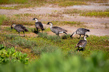 The Nene (Branta sandvicensis) is the last surviving goose of Hawaii and it's considered endangered. Seen at the Kawaiʻele Waterbird Sanctuary, the Nene is the Hawaiian state bird. - 765107422
