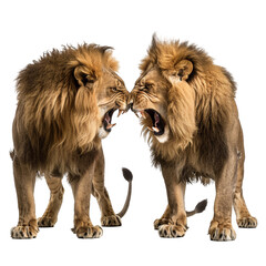 Two fighting male lions isolated on white background. With clipping path