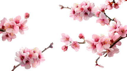 Fototapeta premium Sakura flowers blooming in springtime on white background,png