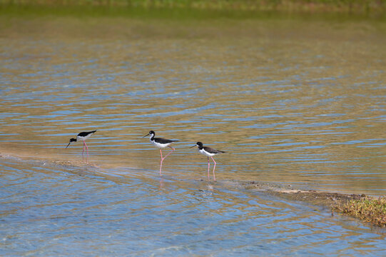 The Hawaiian stilt is an endangered Hawaiian subspecies of the black-necked stilt species. Seen at the Kawaiʻele Waterbird Sanctuary on the island of Kauai. Habitat loss remains a threat to the ae'o.
