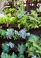 vertical garden with cascading plants and ferns