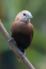 The white-headed munia (Lonchura maja) is a species of estrildid finch found in Teladan, Malaysia, Singapore, Thailand and Vietnam