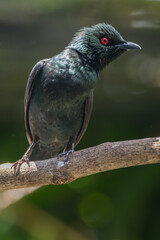 The Asian glossy starling (Aplonis panayensis) is a species of starling in the family Sturnidae